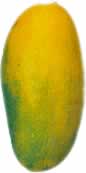 Mango Type: Dosehri