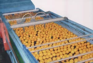 Processing Fresh Citrus