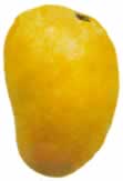 Mango Type: Saroli